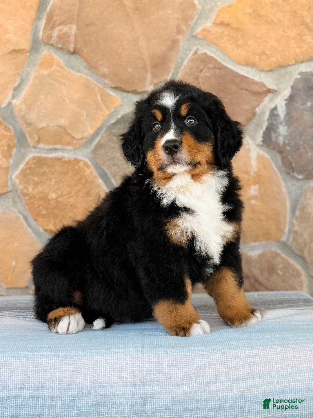 Bernese Mountain Dog dogs for sale: Ryder - Ad 1