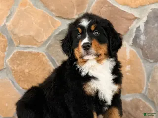 Bernese Mountain Dog dogs for sale: Ryder - Ad 3