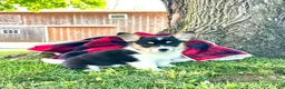 Welsh Corgi Pembroke dogs for sale: Theresa🐾❤️Akc Genetic Tested CLear ❤️ - Ad 5