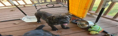 Cane Corso 2