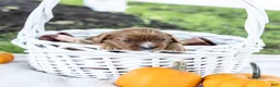 Cavalier King Charles Spaniel dogs for sale: Nutmeg - Ad 4