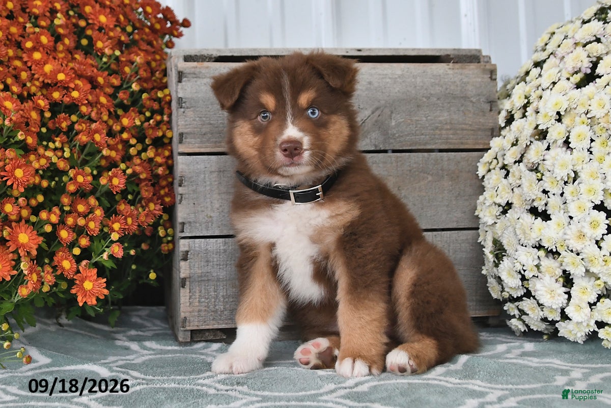 Australian Shepherd dogs for sale: Ivy - Ad 3