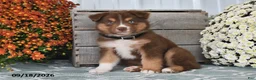 Australian Shepherd dogs for sale: Ivy - Ad 1