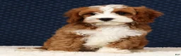 Cavapoo dogs for sale: Eddie - Ad 7