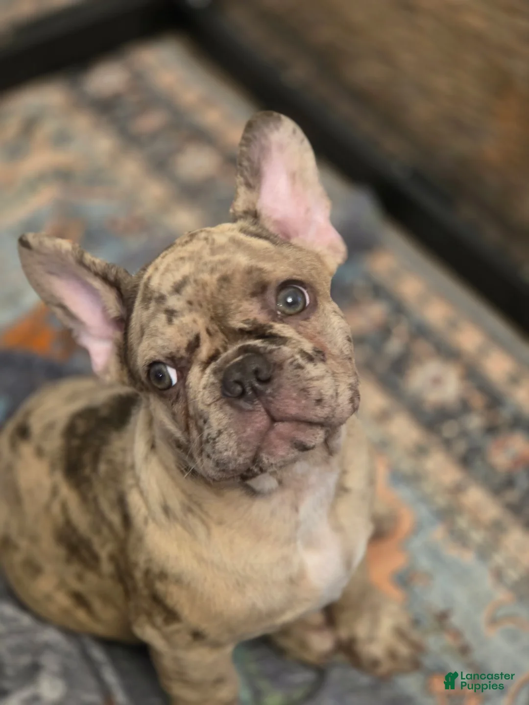 French Bulldog dogs for sale: Romeo - Ad 2