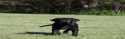 Neapolitan Mastiff dogs for sale: Neapolitan Mastiff Puppy 1 - Ad 20