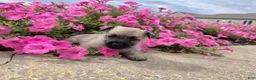 Cairn Terrier dogs for sale: Julie - Ad 8