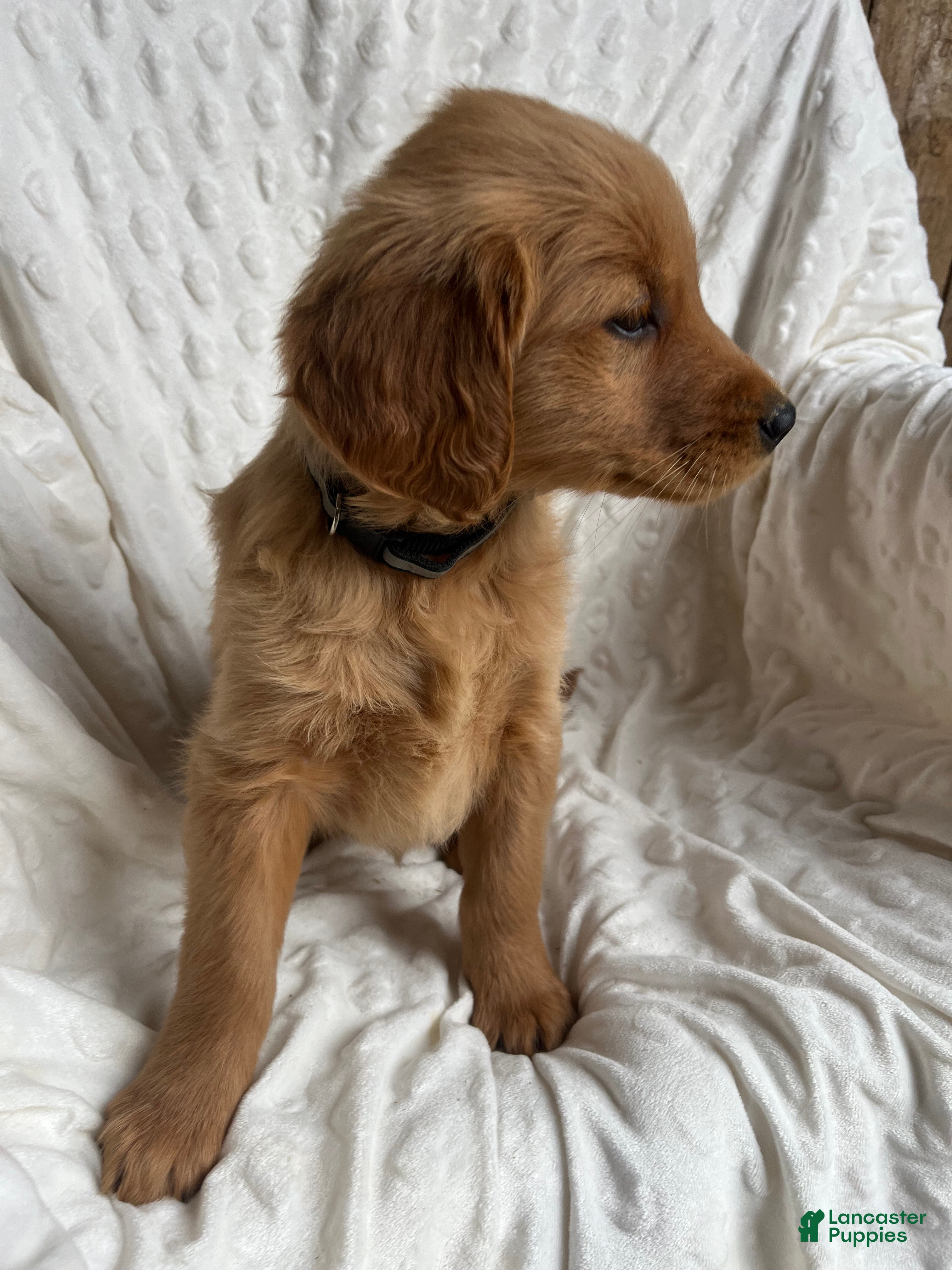 Golden Retriever dogs Golden Retriever Puppy 9 - Ad 21