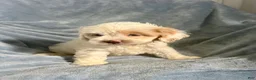 Cavapoo dogs for sale: Scotty Boy-Cavapoo  - Ad 7