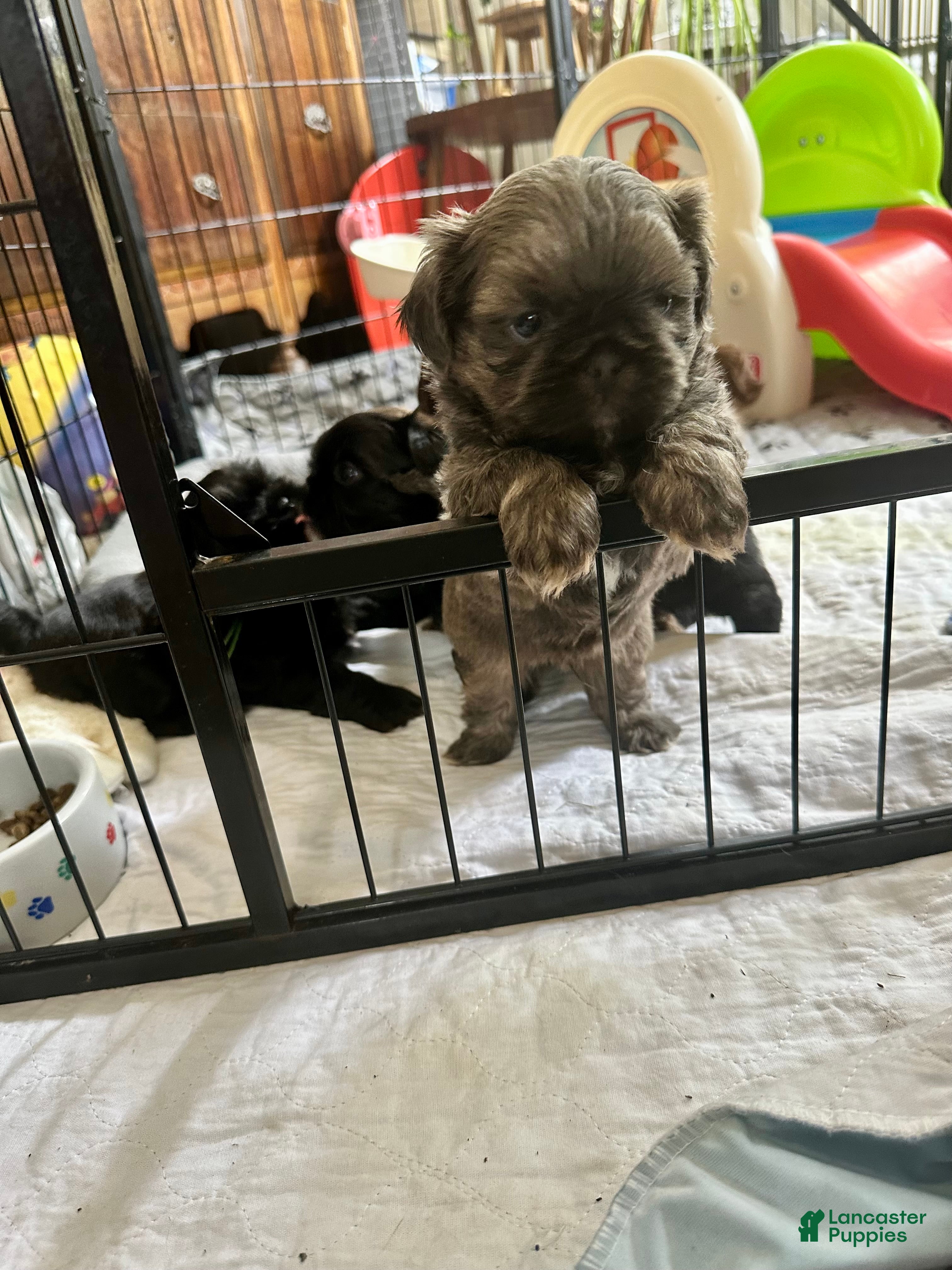 Shih Tzu dogs for sale: Shih Tzu Puppy 2 - Ad 8
