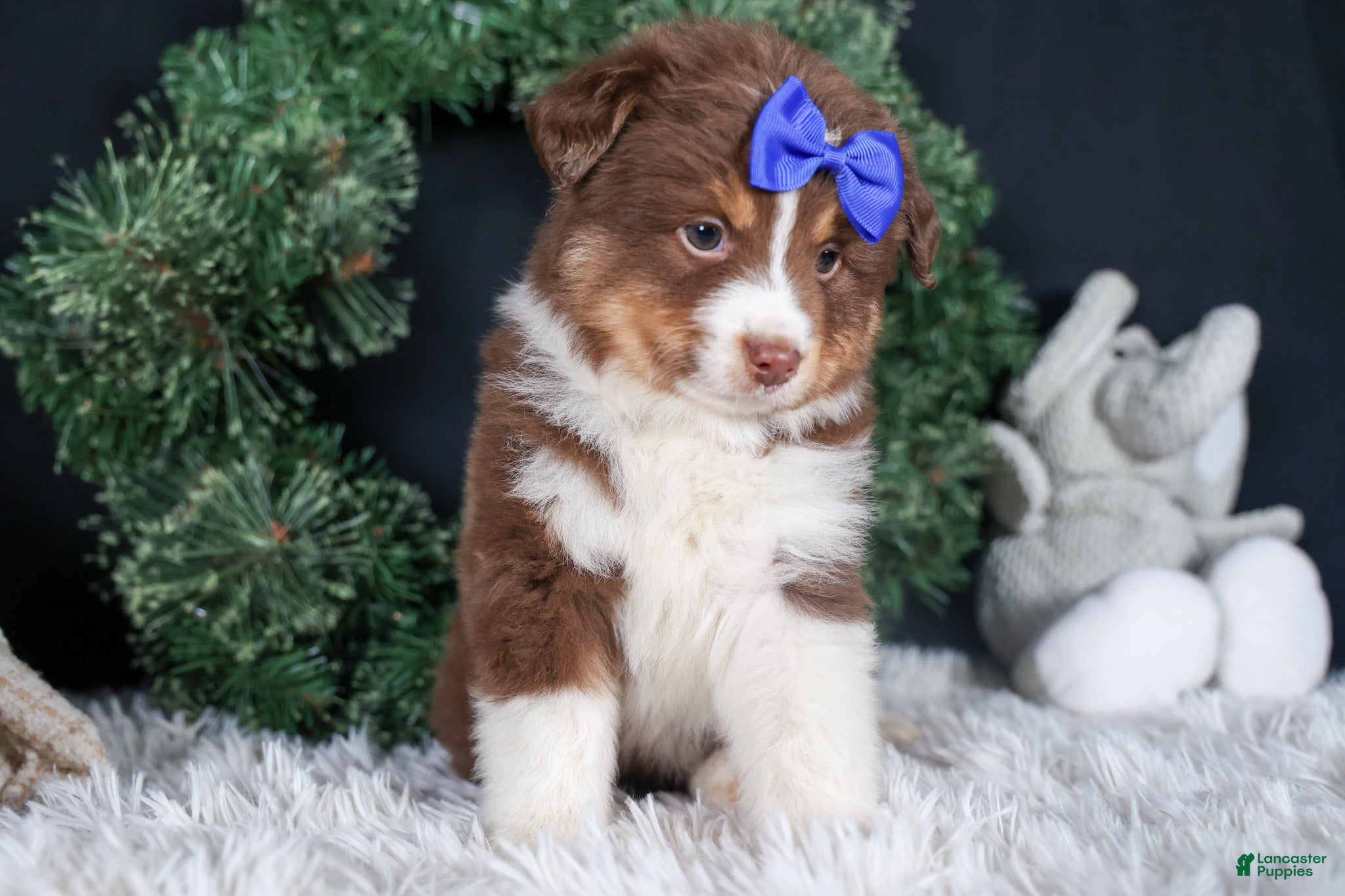 Miniature Australian Shepherd dogs SPIKE - Ad 20