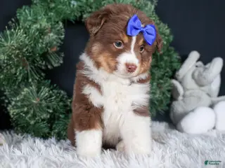 Miniature Australian Shepherd dogs SPIKE - Ad 8