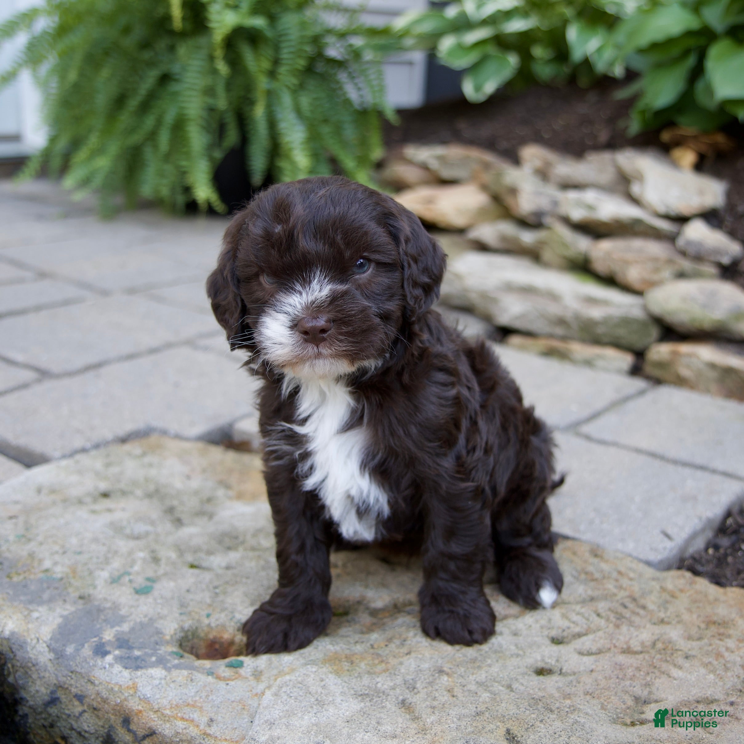 Mixed Breed dogs Fiona - Ad 1