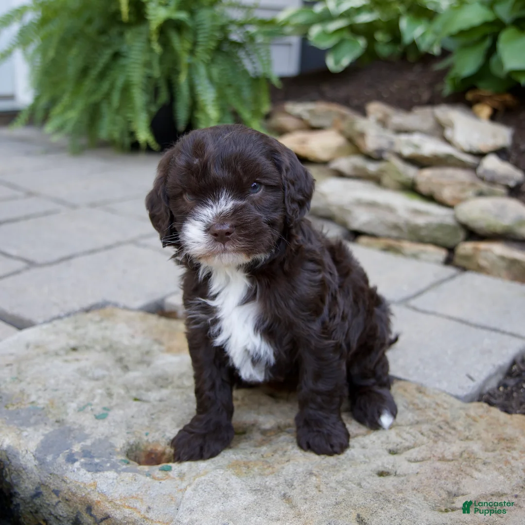 Mixed Breed dogs for sale: Fiona - Ad 1