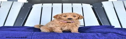 Mini Goldendoodle dogs for sale: Hazel  - Ad 2