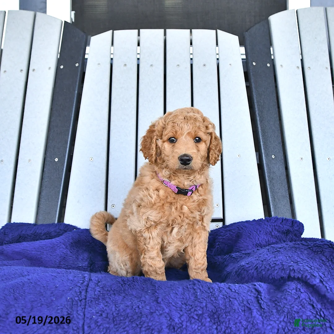 Mini Goldendoodle dogs for sale: Hazel  - Ad 2