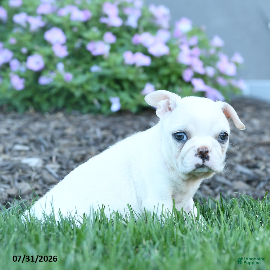 Boston Terrier dogs Fern - Ad 2