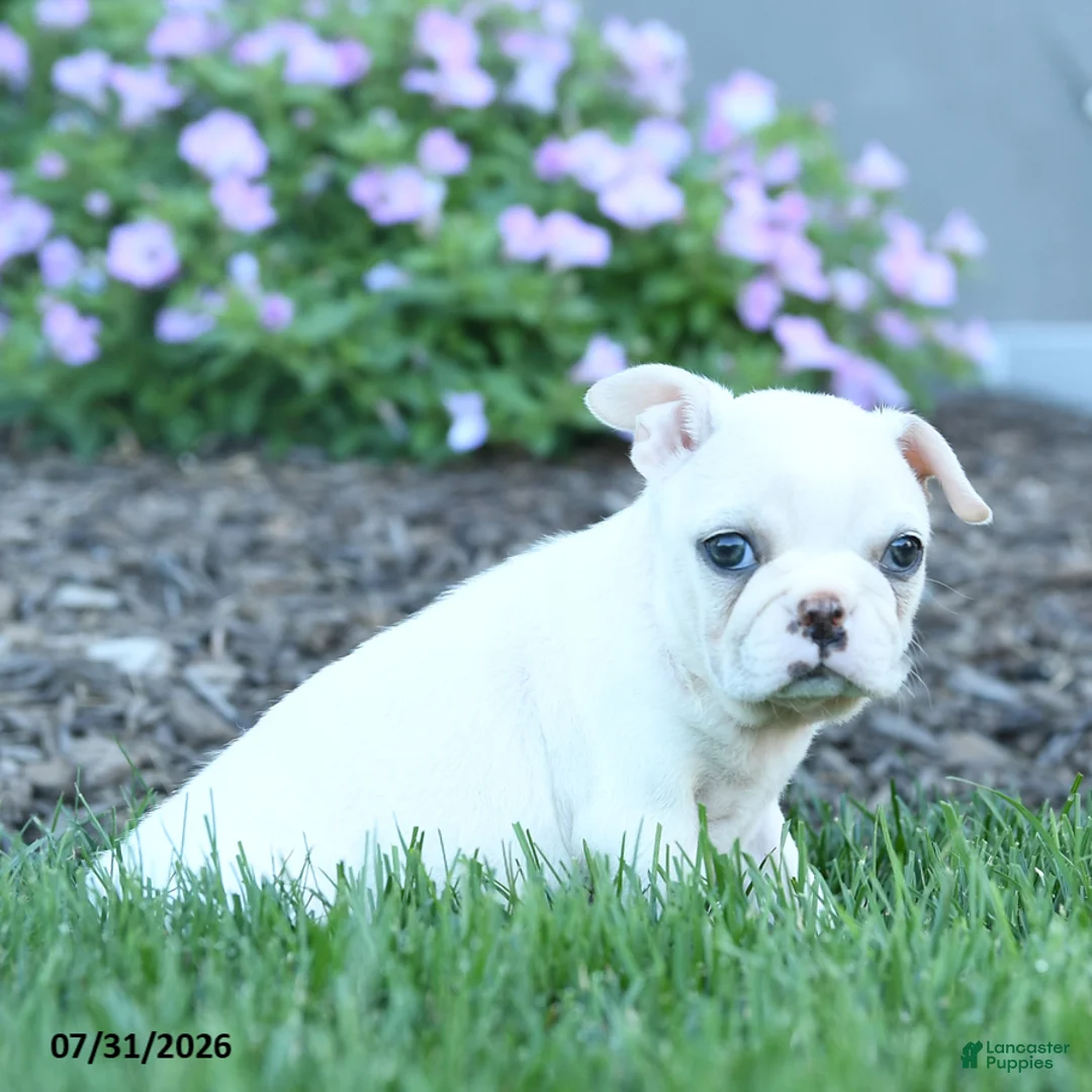 Boston Terrier dogs for sale: Fern - Ad 2