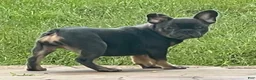 English Bulldog dogs for sale: Brandy  - Ad 1