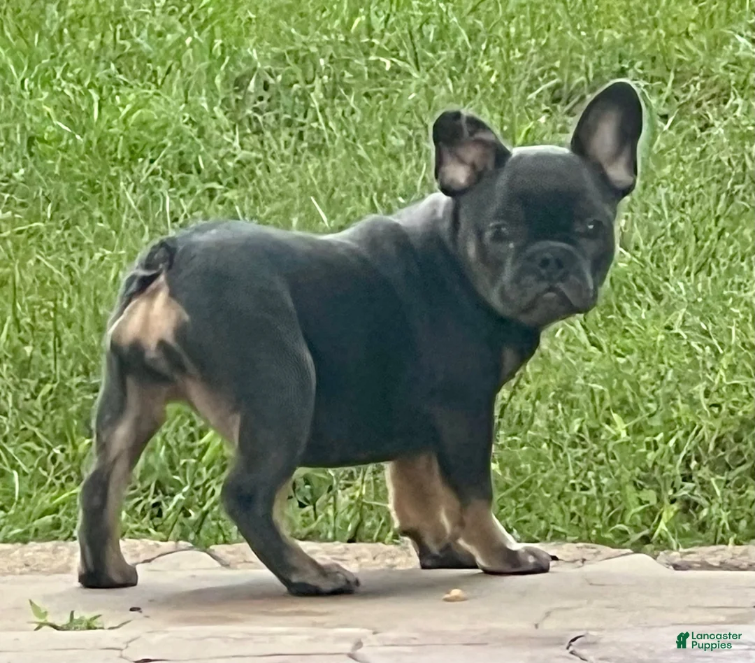 English Bulldog dogs for sale: Brandy  - Ad 1