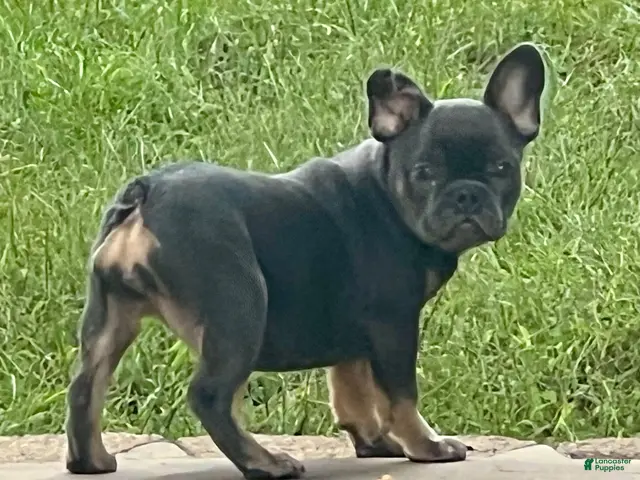 English Bulldog dogs for sale: Brandy - Ad 1