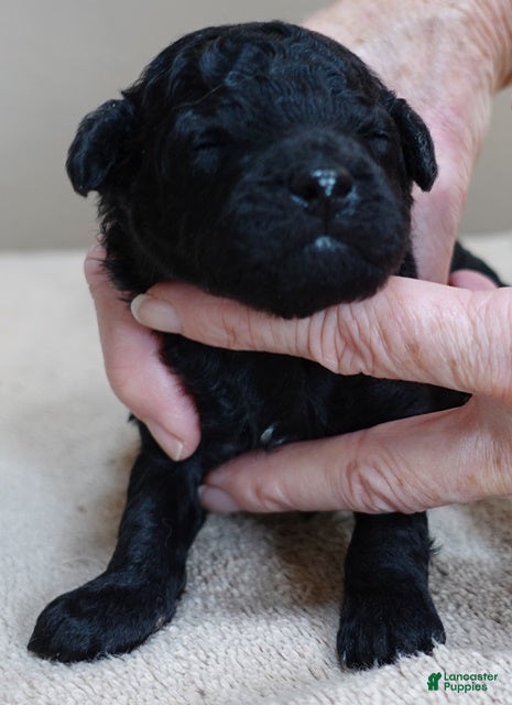 Toy Poodle dogs Kaida solid black - Ad 10