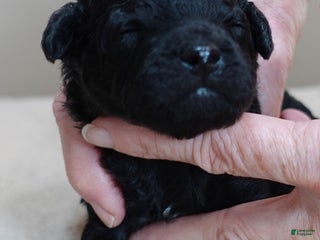 Toy Poodle dogs Kaida solid black - Ad 34