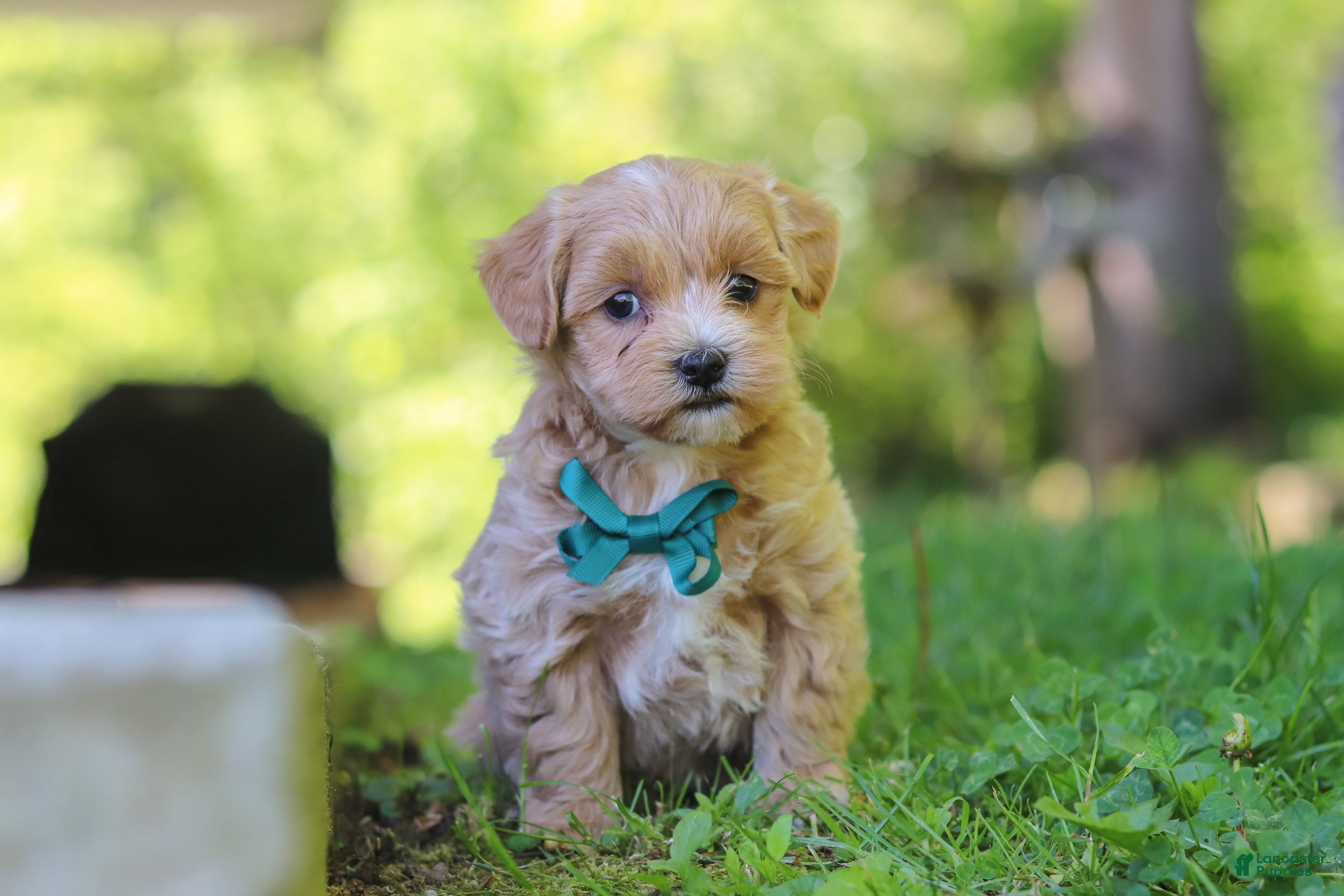 Maltipoo dogs Norris - Ad 2