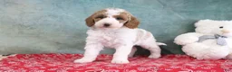 Mini Goldendoodle dogs for sale: Sadie - Ad 5