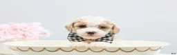 Toy Poodle dogs for sale: Boots - Ad 6