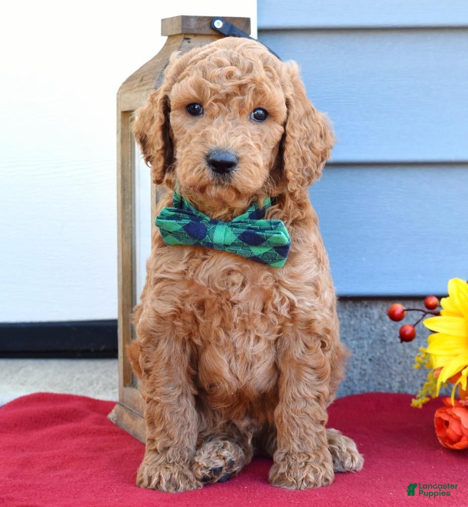 Standard Poodle dogs Maverick  - Ad 8