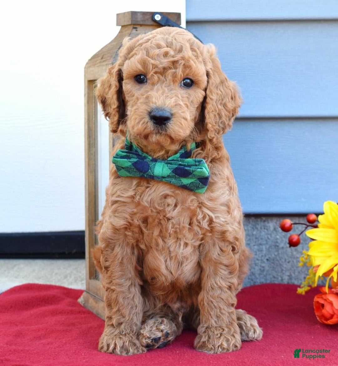 Standard Poodle dogs for sale: Maverick  - Ad 1