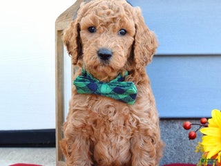 Standard Poodle dogs Maverick - Ad 30