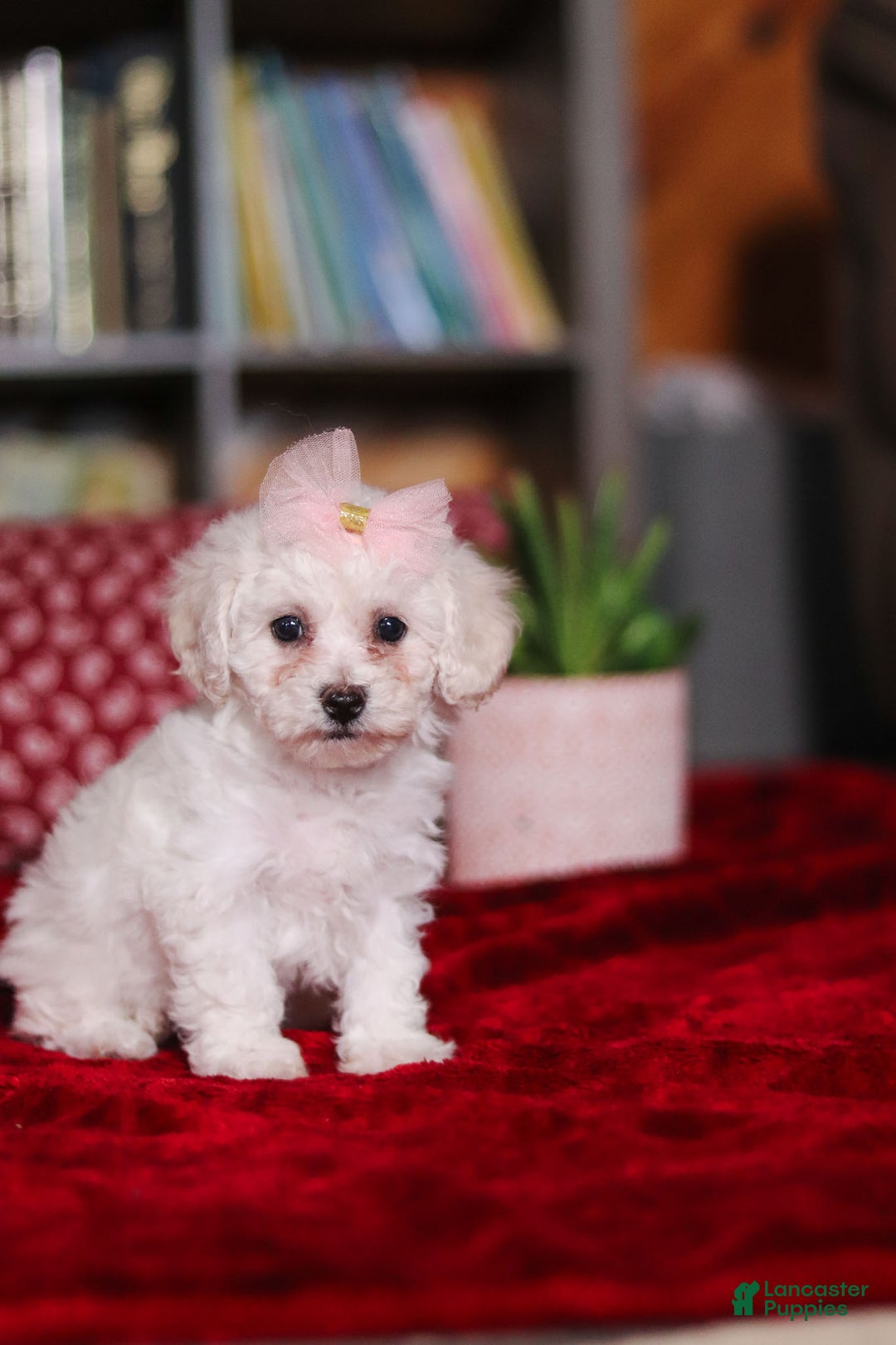 Bichon Frise dogs for sale: Rosie - Ad 6