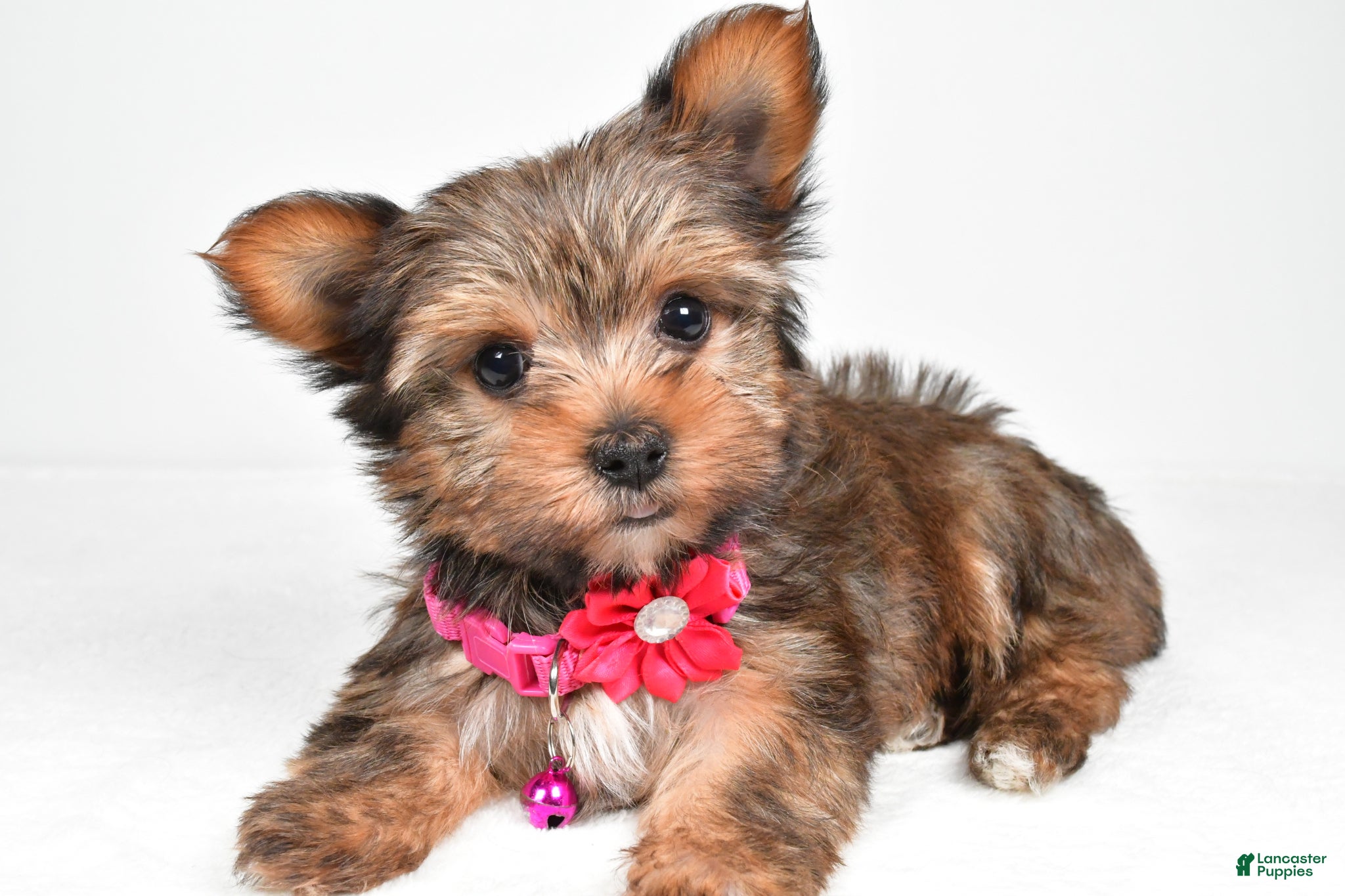 Yorkshire Terrier dogs Jana - Ad 2