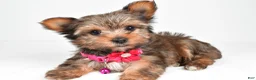 Yorkshire Terrier dogs for sale: Jana - Ad 2