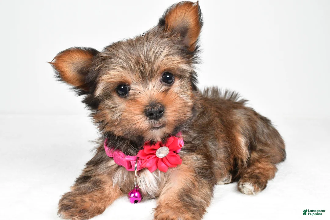 Yorkshire Terrier dogs for sale: Jana - Ad 2