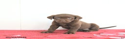 Labrador Retriever dogs for sale: Aurora - Ad 5