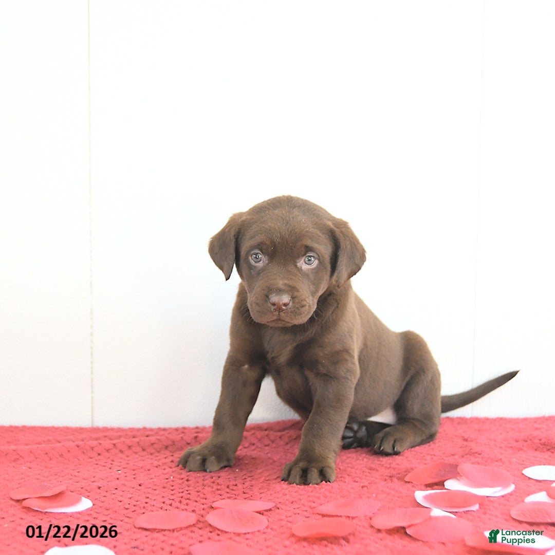 Labrador Retriever dogs for sale: Aurora - Ad 5