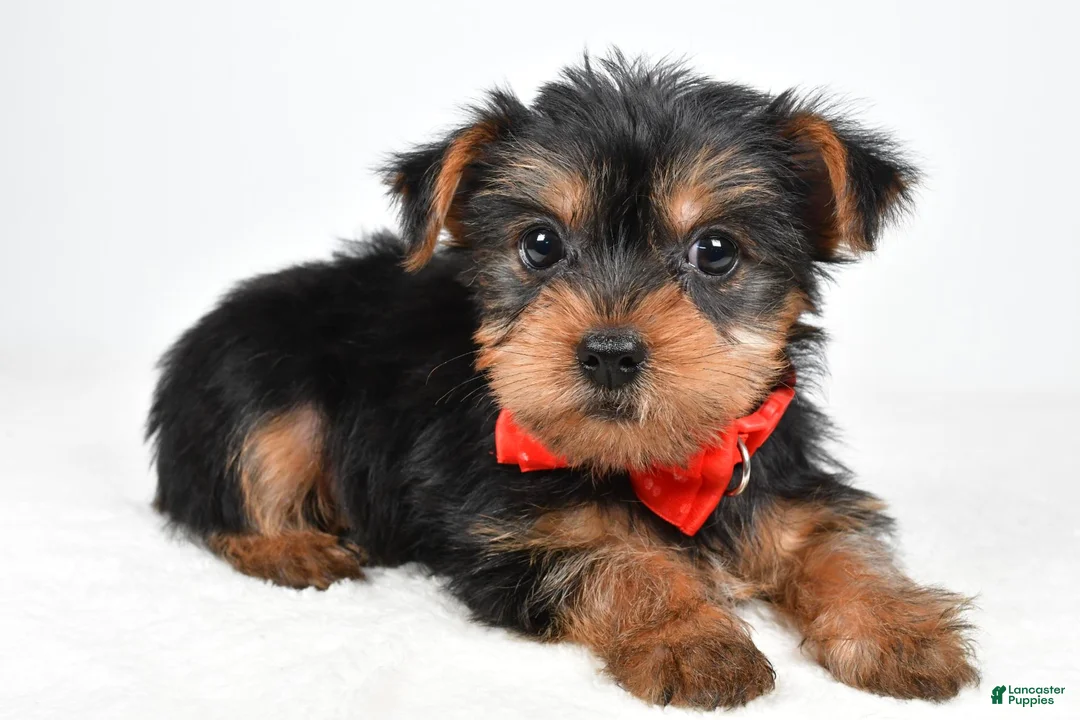Yorkshire Terrier dogs for sale: Trevor - Ad 1