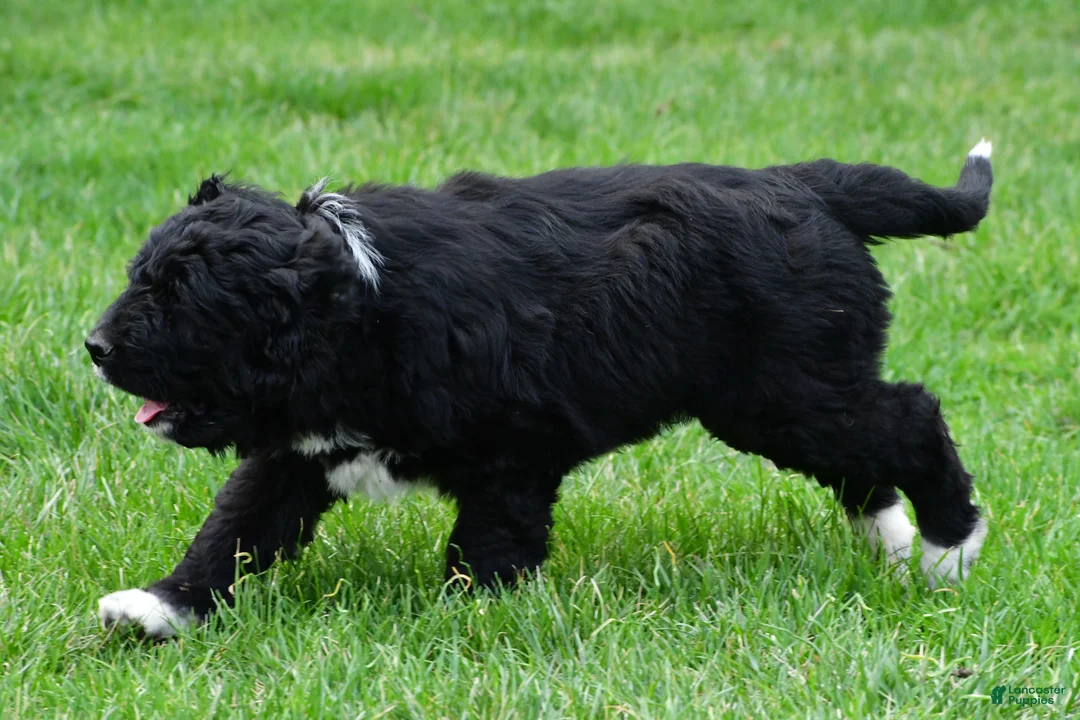 Newfypoo dogs for sale: Diesel - Ad 7