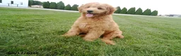Mini Goldendoodle dogs for sale: Scooter - Ad 5