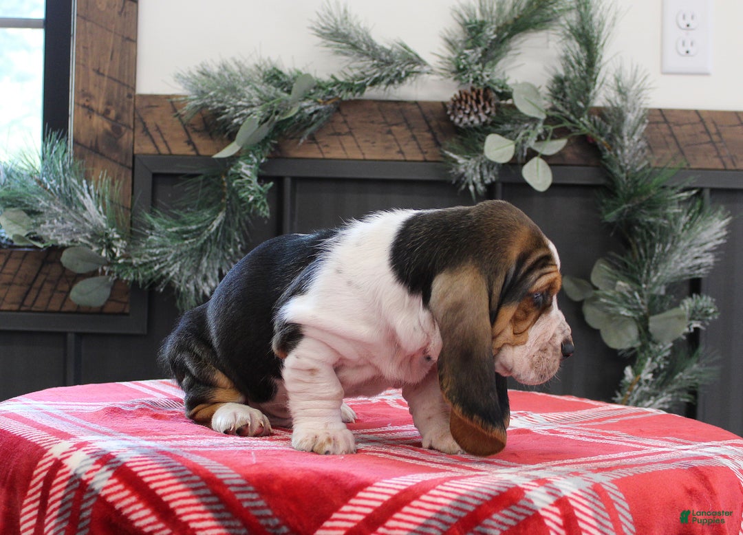 Basset Hound dogs for sale: Smokey - Ad 3
