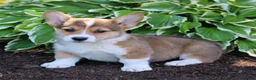 Welsh Corgi Pembroke dogs for sale: King  - Ad 3