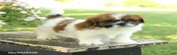 Shih Tzu dogs for sale: Smores - Ad 4