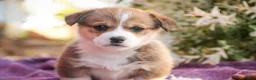 Welsh Corgi Pembroke dogs for sale: Ramona - Ad 3