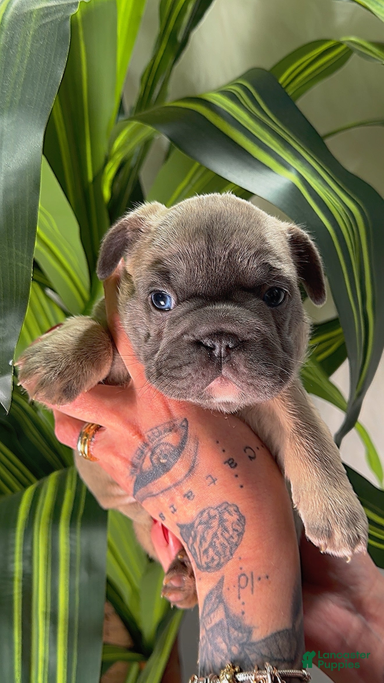 French Bulldog dogs FEVER  - Ad 42