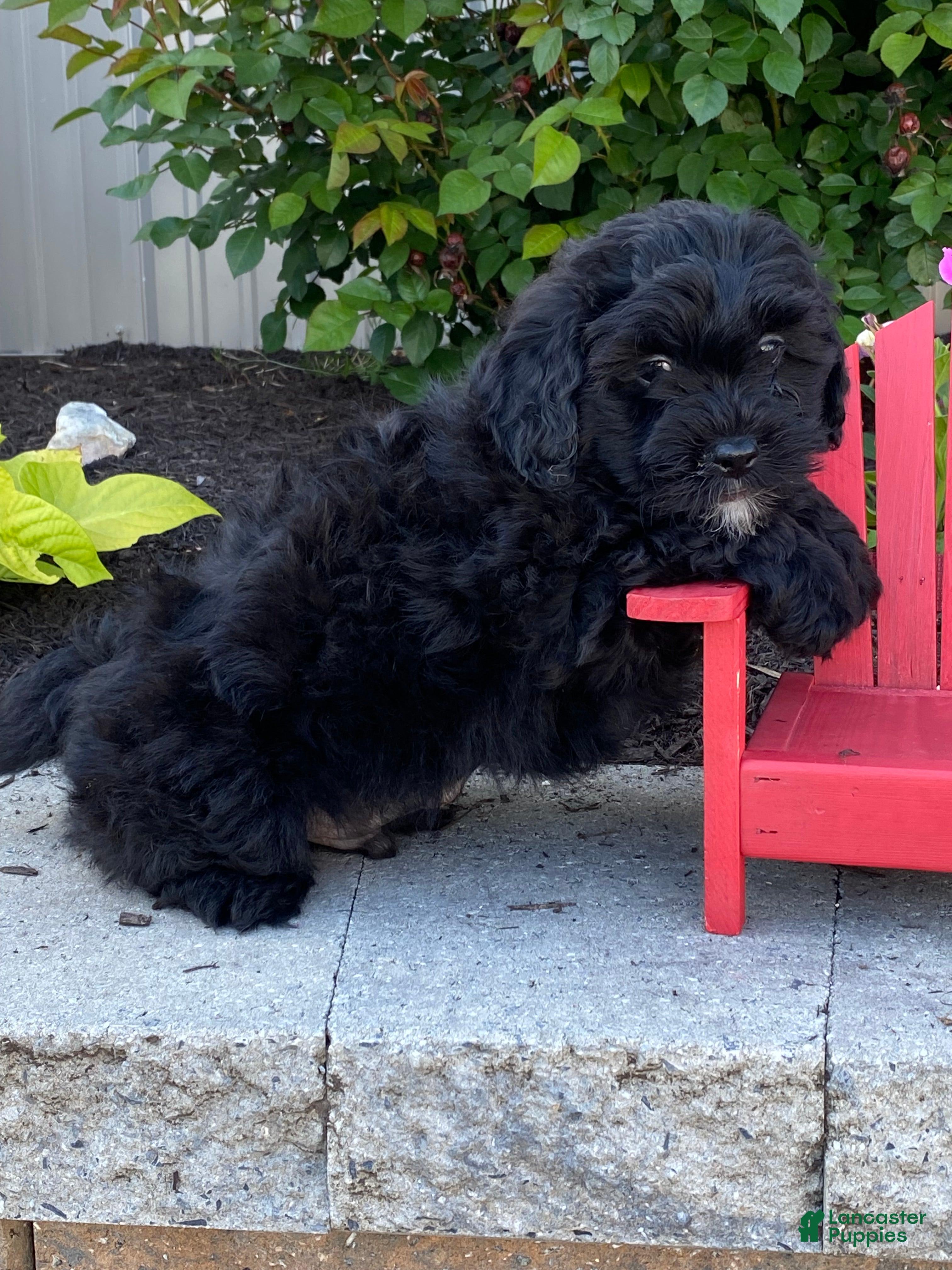 Lhasapoo dogs Jax - Ad 1