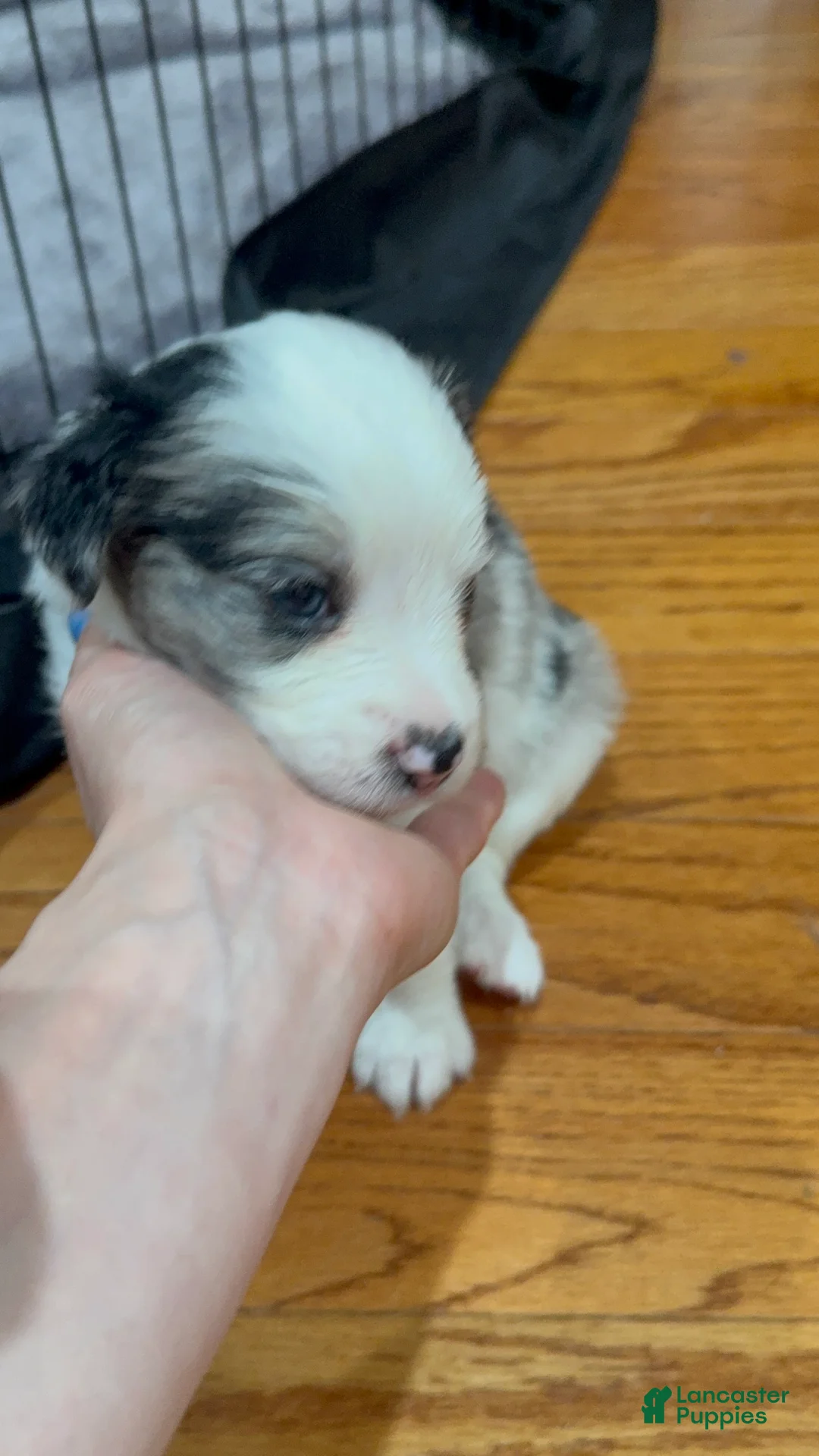 Mixed Breed dogs for sale: Mila - Ad 2