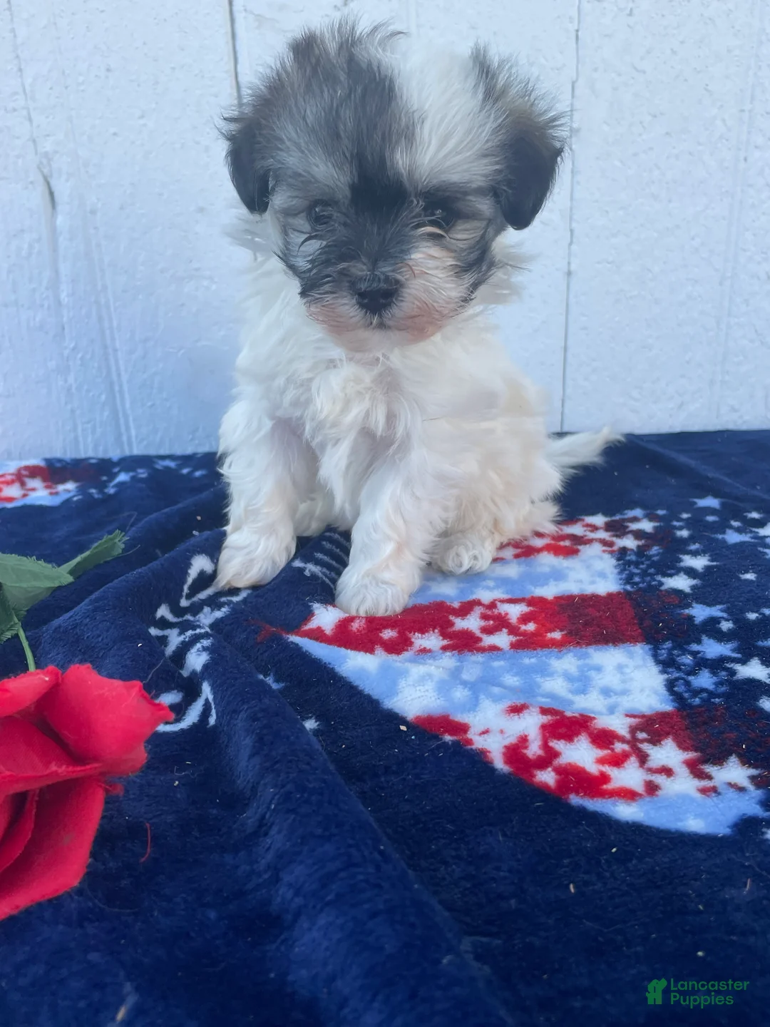 Havanese dogs for sale: Cookie - Ad 4
